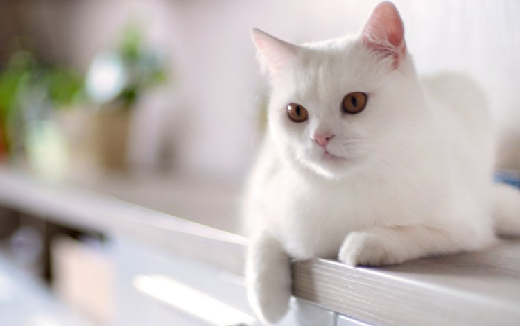 кот, кошка, белый, домашнее, животное, cat, white, home, animal