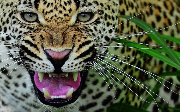 морда, усы, леопард, клыки, хищник, оскал, face, mustache, leopard, fangs, predator, grin