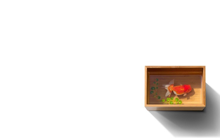 вода, белый фон, рыбка, рыба, золотая, емкость, ряска, water, white background, fish, gold, capacity, duckweed