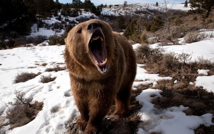 снег, медведь, клыки, яростный, бушующий, snow, bear, fangs, furious, raging