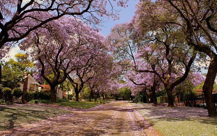 природа, красота, улица, весна, деревья в цвету, nature, beauty, street, spring, trees in bloom