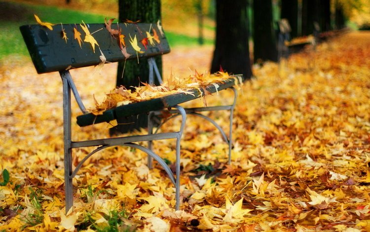 листья, парк, листва, осень, скамья, кленовый лист, осенние листья, leaves, park, foliage, autumn, bench, maple leaf, autumn leaves