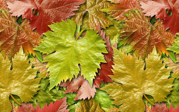 листья, разноцветные, осень, клен, leaves, colorful, autumn, maple