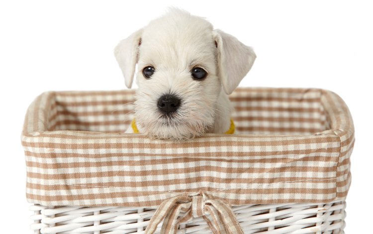 взгляд, белый, собака, щенок, корзинка, милый щенок, look, white, dog, puppy, basket, cute puppy