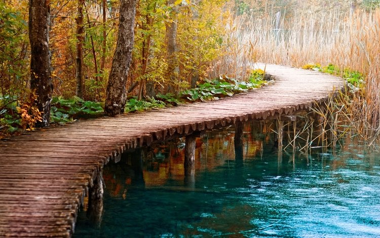 дорога, деревья, вода, река, мост, осень, камыш, деревянный мост, road, trees, water, river, bridge, autumn, reed, wooden bridge