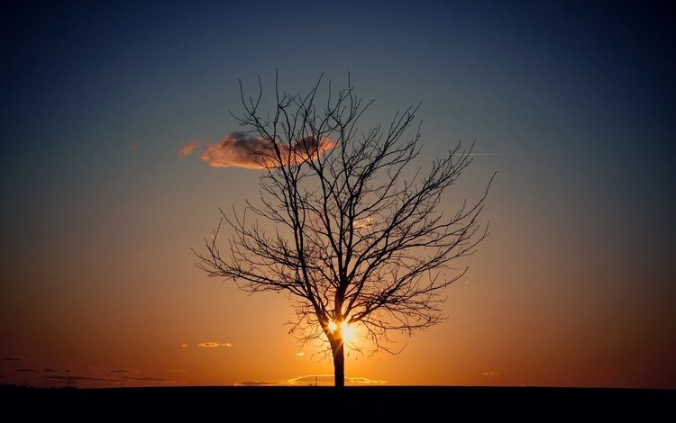 небо, вечер, солнце, природа, дерево, the sky, the evening, the sun, nature, tree