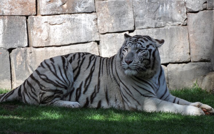 тигр, трава, белый, хищник, дикая кошка, бенгальский тигр, tiger, grass, white, predator, wild cat, bengal tiger