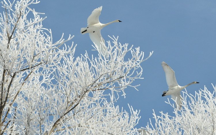 небо, белые, деревья, лебеди, снег, природа, зима, полет, иней, птицы, the sky, white, trees, swans, snow, nature, winter, flight, frost, birds