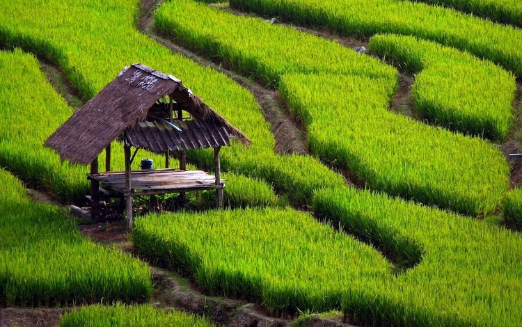 трава, природа, стол, дорожки, навес, рисовые поля, grass, nature, table, track, canopy, rice fields
