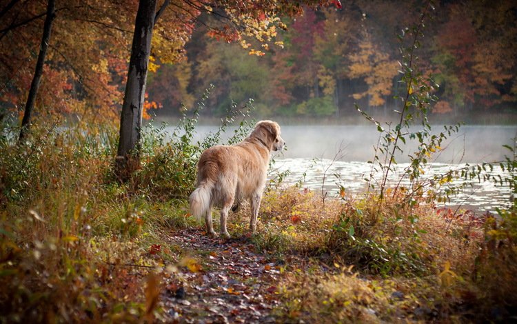 река, лес, осень, собака, друг, золотистый ретривер, river, forest, autumn, dog, each, golden retriever