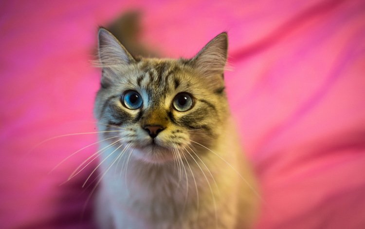 фон, кот, кошка, взгляд, полосатый, пушистая, background, cat, look, striped, fluffy