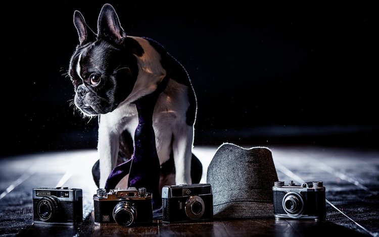 фон, собака, шляпа, французский бульдог, фотоаппараты, background, dog, hat, french bulldog, cameras