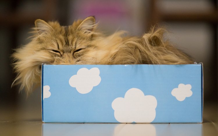 облака, кот, кошка, сон, коробка, дейзи, бенджамин тород, бен тород, clouds, cat, sleep, box, daisy, benjamin torod, ben torod