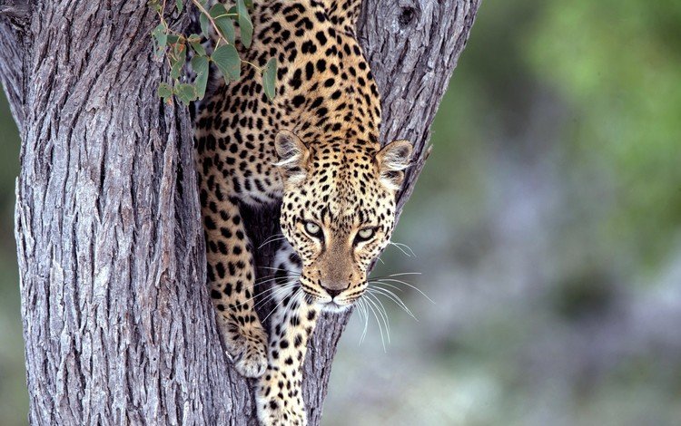 дерево, взгляд, леопард, хищник, большая кошка, tree, look, leopard, predator, big cat
