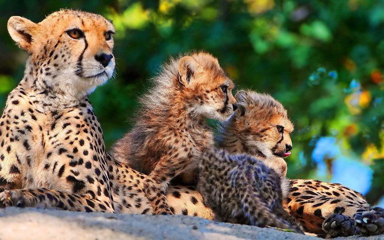 хищник, семья, котята, гепард, гепарды, мать, predator, family, kittens, cheetah, cheetahs, mother