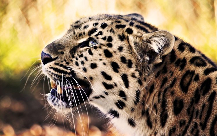 морда, усы, взгляд, леопард, хищник, face, mustache, look, leopard, predator
