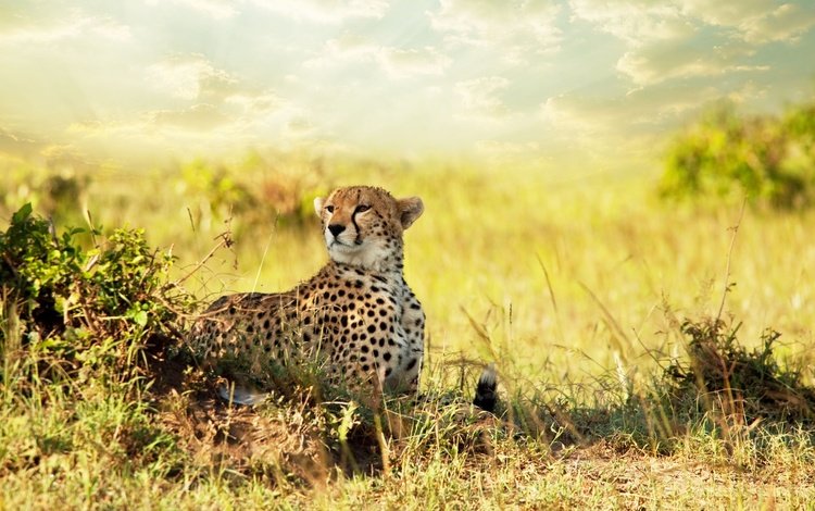 африка, хищник, гепард, саванна, africa, predator, cheetah, savannah