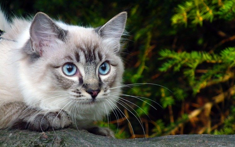 глаза, ветка, зелень, кошка, голубые, eyes, branch, greens, cat, blue