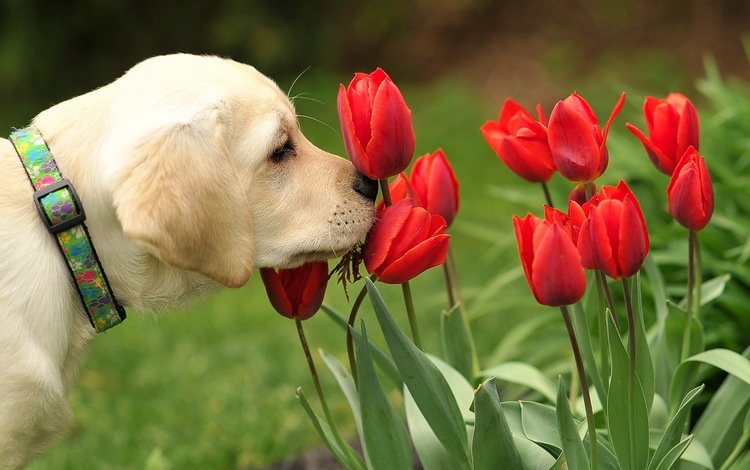 цветы, собака, щенок, тюльпаны, ошейник, лабродор, flowers, dog, puppy, tulips, collar, labrador