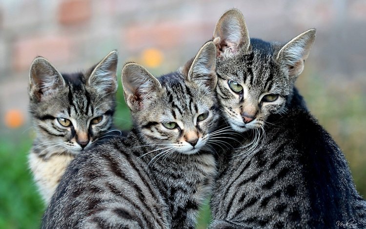 кошка, взгляд, кошки, котята, материнство, cat, look, cats, kittens, motherhood