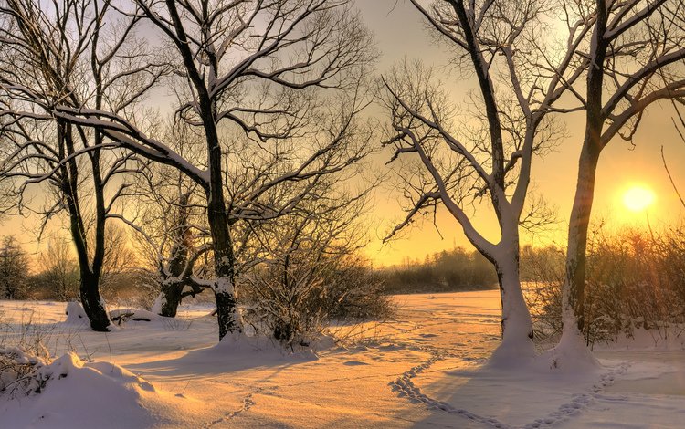 деревья, солнце, снег, зима, следы, trees, the sun, snow, winter, traces