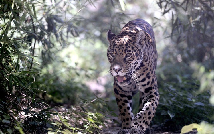 природа, хищник, ягуар, дикая кошка, nature, predator, jaguar, wild cat