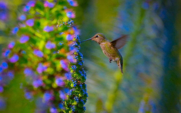 цветы, природа, сад, птица, колибри, flowers, nature, garden, bird, hummingbird