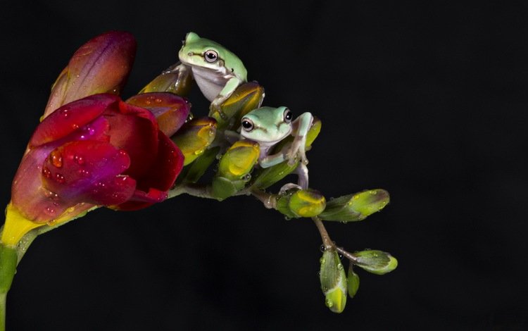 вода, цветок, животные, капли, черный фон, лягушки, фрезия, water, flower, animals, drops, black background, frogs, freesia