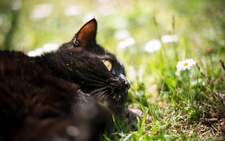 трава, природа, кот, кошка, черный. цветы, grass, nature, cat, black. flowers