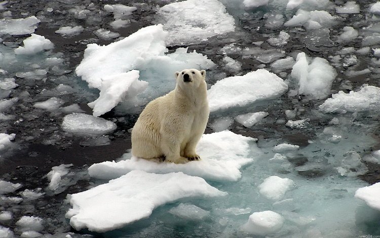 вода, полярный, природа, медведь, лёд, белый, океан, льдины, север, арктика, arctic, water, polar, nature, bear, ice, white, the ocean, north