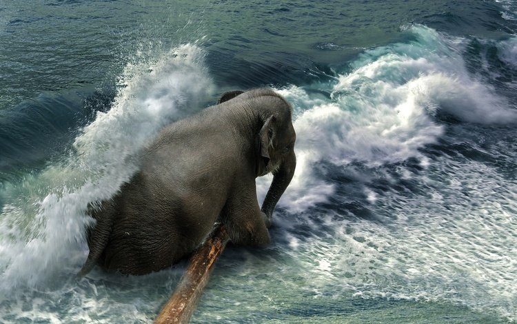 вода, волны, море, слон, брызги, бревно, хобот, water, wave, sea, elephant, squirt, log, trunk