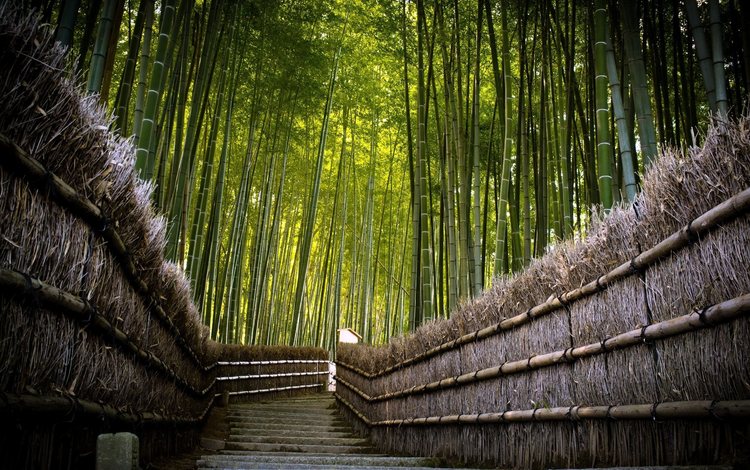 дорога, спуск, япония, ограждение, ступени, бамбуковый лес, road, the descent, japan, the fence, stage, bamboo forest
