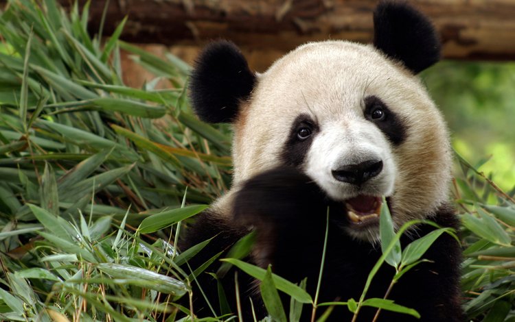 морда, взгляд, панда, медведь, бамбук, face, look, panda, bear, bamboo