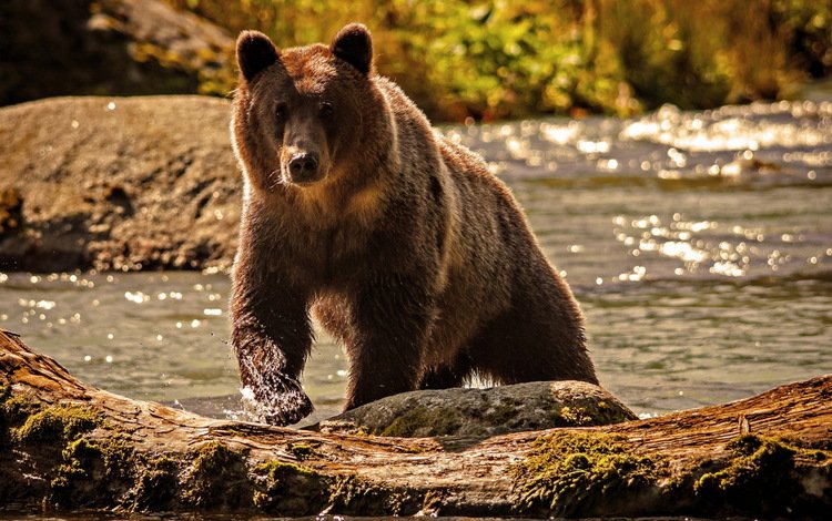 вода, река, природа, медведь, water, river, nature, bear