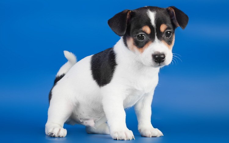 собака, щенок, синий фон, джек-рассел-терьера, dog, puppy, blue background, jack russell terrier