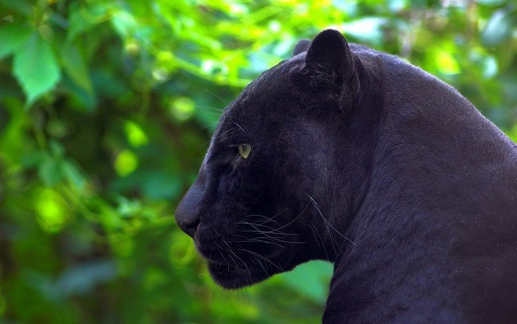 природа, хищник, профиль, пантера, черная, nature, predator, profile, panther, black