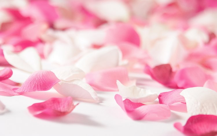 nastroeniya, цветы, леспестки, роза, любовь, настроения, розовые, белые, лепестки роз, cvety, roza, flowers, lepestki, rose, love, mood, pink, white, rose petals