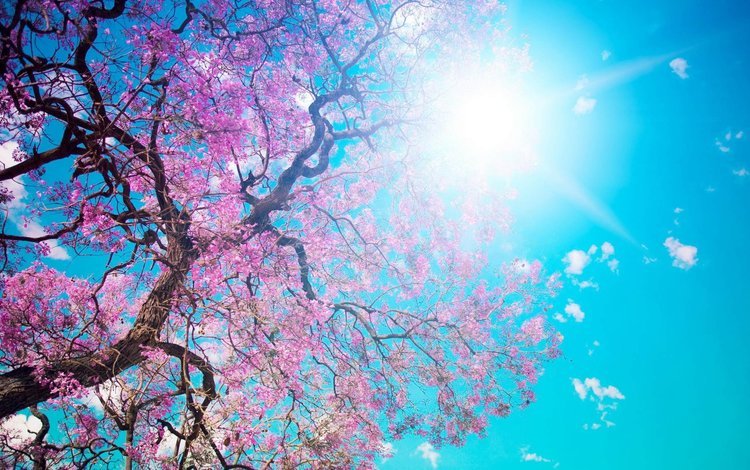 небо, солнце, цветение, ветки, весна, сакура, the sky, the sun, flowering, branches, spring, sakura