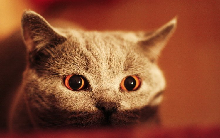 глаза, кот, кошка, взгляд, серый, eyes, cat, look, grey