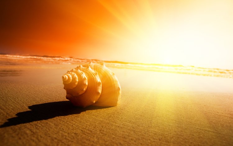 солнце, песок, пляж, раковина, the sun, sand, beach, sink