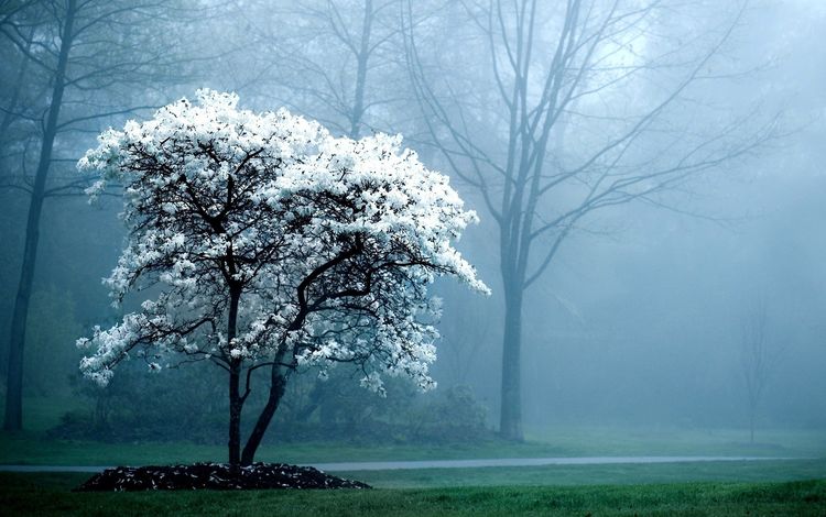 дерево, цветение, лес, парк, туман, весна, tree, flowering, forest, park, fog, spring