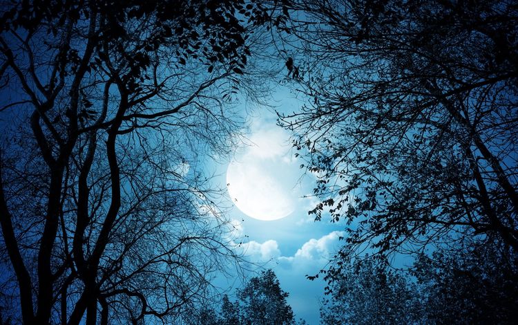 деревья, луна, trees, the moon