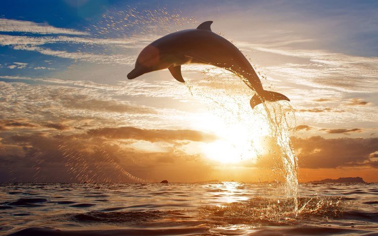 закат, море, брызги, прыжок, дельфин, sunset, sea, squirt, jump, dolphin