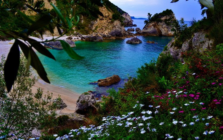 цветы, скалы, берег, море, flowers, rocks, shore, sea