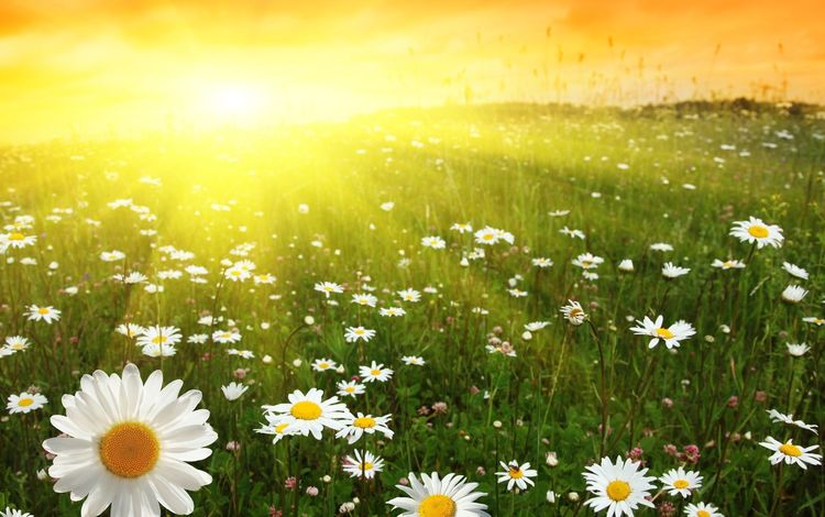 цветы, восход, солнце, поле, ромашки, солнечный свет, flowers, sunrise, the sun, field, chamomile, sunlight