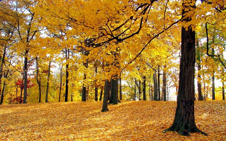 лес, осень, forest, autumn