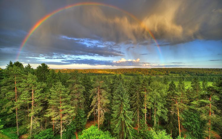 лес, радуга, forest, rainbow