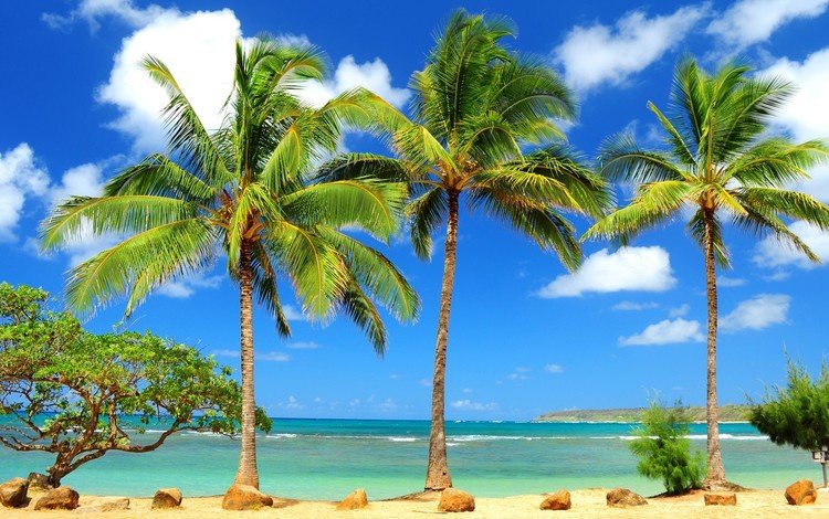 пляж, тропики, beach, tropics