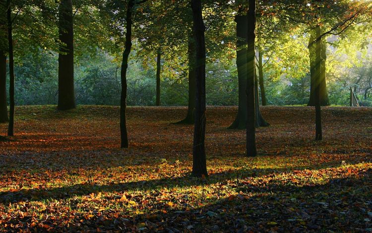 деревья, природа, лес, листья, осень, солнечный свет, trees, nature, forest, leaves, autumn, sunlight