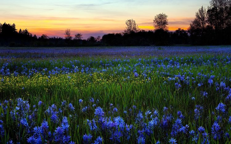 цветы, природа, закат, утро, поле, роса, flowers, nature, sunset, morning, field, rosa